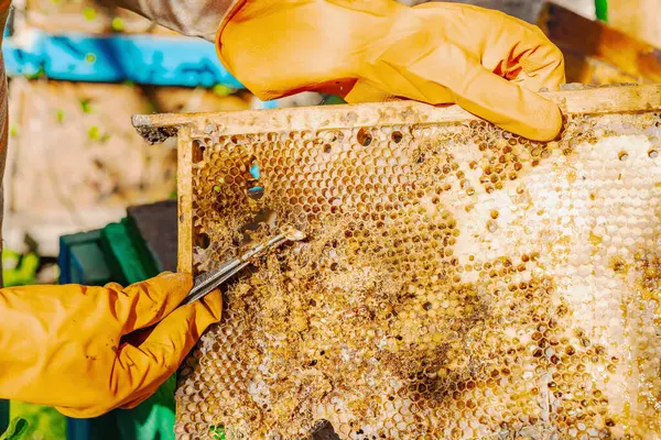 Balmumu güvesi hasarı ve Varroa mayt istilası olan bir bal peteğine yakın plan, arı kolonileri için tehditler, küresel tozlaştırıcı azalması ve ekolojik endişeler