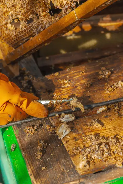 Balmumu güvesi hasarı ve Varroa mayt istilası olan bir bal peteğine yakın plan, arı kolonileri için tehditler, küresel tozlaştırıcı azalması ve ekolojik endişeler