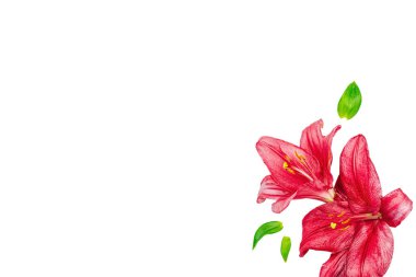 Beyaz arka planda pembe zambak çiçekleri ve yeşil yapraklar. Kozmetik markalaşma ya da refah tasarımı için minimum doğal bileşim