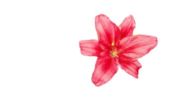 Beyaz arka planda pembe zambak çiçekleri ve yeşil yapraklar. Kozmetik markalaşma veya sağIık tasarımı için minimum doğal çiçek bileşimi, afiş biçimi