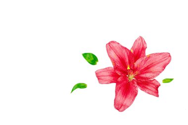 Beyaz arka planda pembe zambak çiçekleri ve yeşil yapraklar. Kozmetik markalaşma ya da refah tasarımı için minimum doğal bileşim