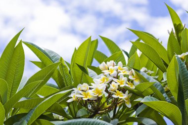 Frangipani çiçeklerinin doğal arkaplanı yakın plan..