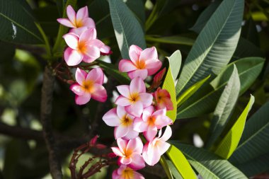 Frangipani çiçeklerinin doğal arkaplanı yakın plan..