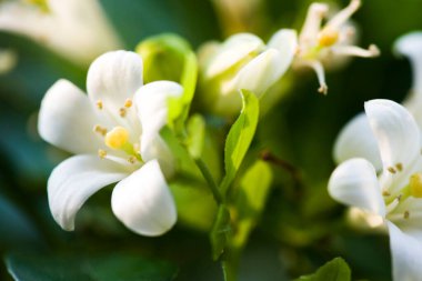 Parkta portakal yasemin çiçeği veya portakallı yasemin (Murraya paniklemesinin yaygın bir adı) bulunur..