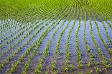Tayvan 'da geniş bir pirinç fideleri alanı yetişiyor..
