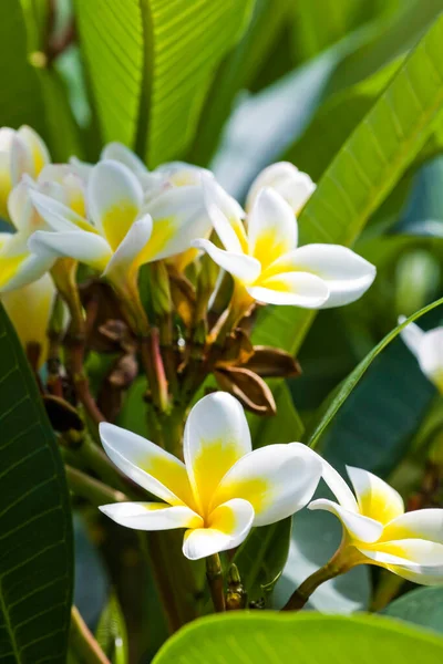 Nahaufnahme Von Frangipani Blumen Mit Natürlichem Hintergrund — Stockfoto