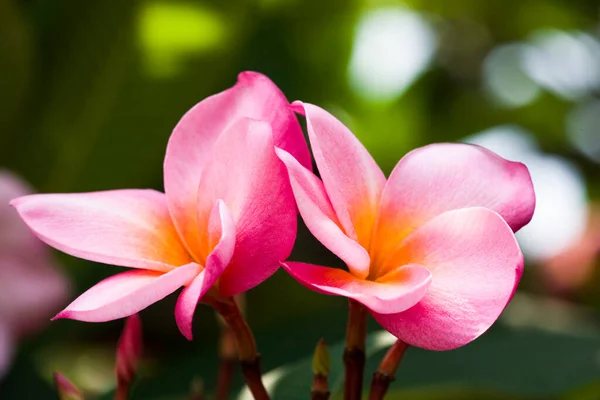 Nahaufnahme Von Frangipani Blumen Mit Natürlichem Hintergrund — Stockfoto