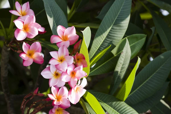 Крупним Планом Квіти Франгіпані Природним Фоном — стокове фото