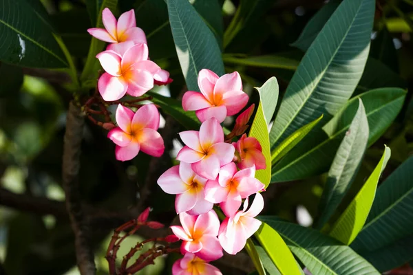 Detailní Záběr Frangipani Květiny Přírodním Pozadím — Stock fotografie