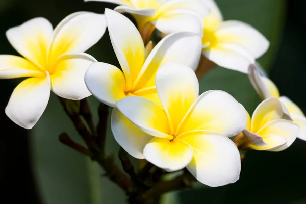 Frangipani Çiçeklerinin Doğal Arkaplanı Yakın Plan — Stok fotoğraf