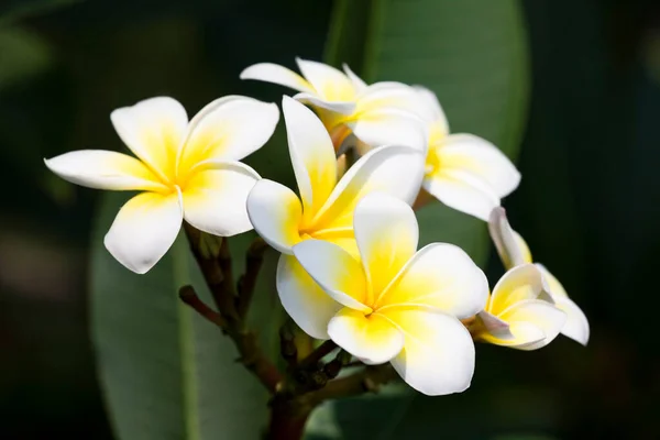 Zbliżenie Kwiatów Frangipani Naturalnym Tłem — Zdjęcie stockowe