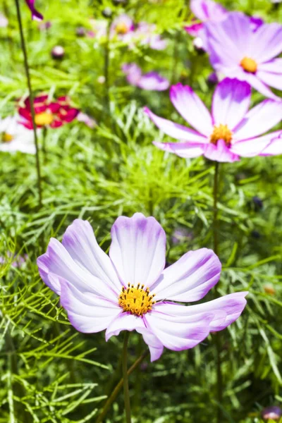 Närbild Färgglada Cosmos Bipinnatus Blommor Med Suddig Bakgrund — Stockfoto