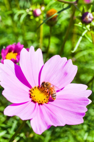 Nahaufnahme Von Kosmosblumen Mit Der Biene Garten — Stockfoto