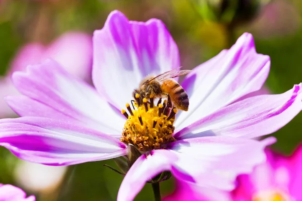 stock image Close-up of cosmos flowers with the bee in the outdoor garden.