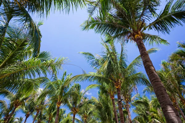 蓝天蓝云背景椰子树的低角度视图 — 图库照片