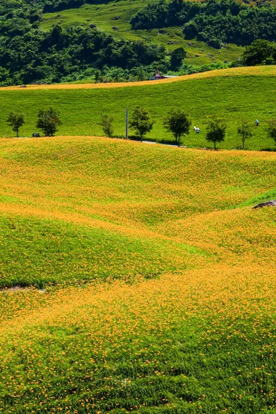 Vista Belos Daylilies Montanha Liushishi Hualien Taiwan Uma Das Atrações — Fotografia de Stock