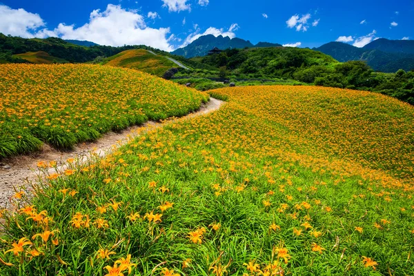 Veduta Bellissimi Gigli Diurni Nella Montagna Liushishi Hualien Taiwan Una — Foto Stock