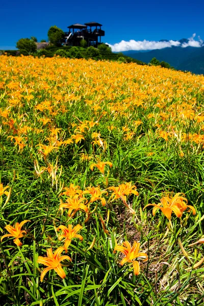 Veduta Bellissimi Gigli Diurni Nella Montagna Liushishi Hualien Taiwan Una — Foto Stock