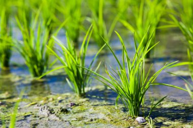 Meinong, Kaohsiung, Tayvan 'daki tarlalarda yetişen pirinç fidelerinin yakın çekimi..