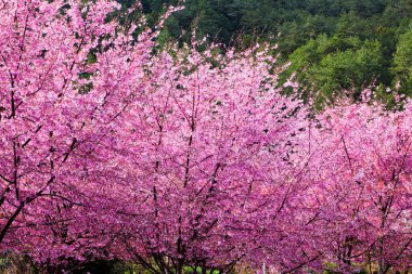 Taichung, Tayvan 'daki Wuling Çiftliği' nin Sakura bahçesindeki pembe kiraz çiçeklerinin manzarası..