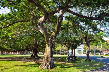 Tainan, Tayvan 'daki Ulusal Cheng Kung Üniversitesi' nin (NCKU) kampüsündeki büyük Banyan Bahçesi 'nin güzel manzarası.