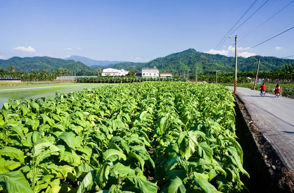 Tobacco crops are to be harvested in the farmland of Meinong, Kaohsiung, Taiwan.