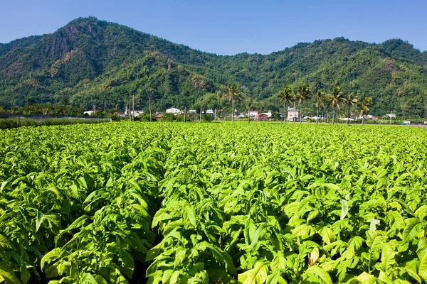 Tobacco crops are to be harvested in the farmland of Meinong, Kaohsiung, Taiwan.