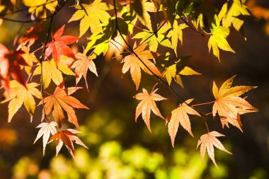 Kırmızı ve Turuncu Sonbahar Akçaağaç Yaprakları Arkaplanı