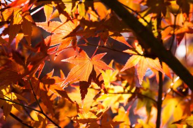 Kırmızı ve Turuncu Sonbahar Akçaağaç Yaprakları Arkaplanı