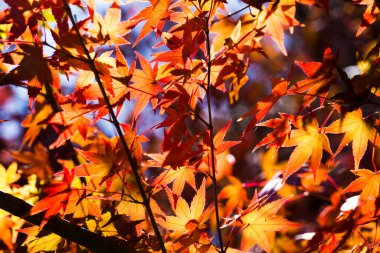 Kırmızı ve Turuncu Sonbahar Akçaağaç Yaprakları Arkaplanı
