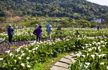 Beyaz zambak çiçekleri açtığında, turistler Tayvan, Taipei 'deki Jhuzihu çiftliklerini ziyaret ediyorlar.. 