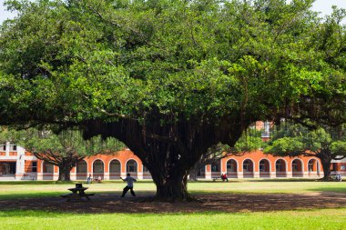 Tainan, Tayvan 'daki Ulusal Cheng Kung Üniversitesi' nin (NCKU) kampüsündeki büyük Banyan Bahçesi 'nin güzel manzarası.