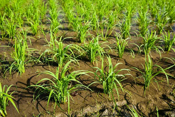 Stock image Close-up of rice seedlings growing on the fields in Meinong, Kaohsiung, Taiwan.