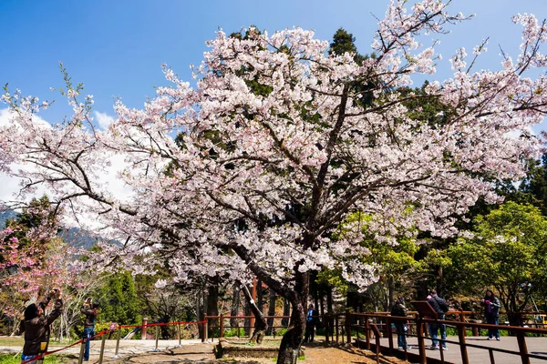 Stock image Many photographers are taking pictures of cherry blossoms in full bloom at the Alishan Forest Recreation Area in Chiayi, Taiwan.