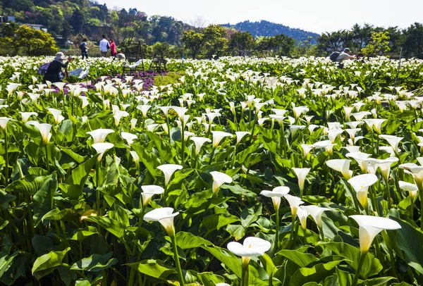 Расцветает Белая Калла Лилия Туристы Посещают Фермы Жузиху Тайбэе Тайвань — стоковое фото
