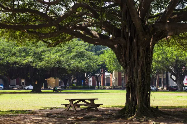 Tainan, Tayvan 'daki Ulusal Cheng Kung Üniversitesi' nin (NCKU) kampüsündeki büyük Banyan Bahçesi 'nin güzel manzarası.