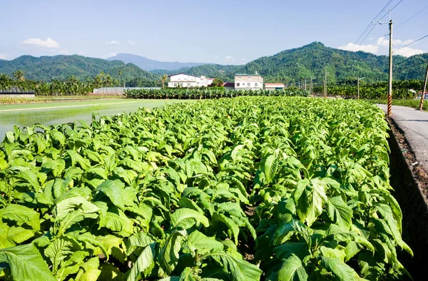 Урожай Табака Будет Собран Ферме Майнонг Гаосюн Тайвань — стоковое фото