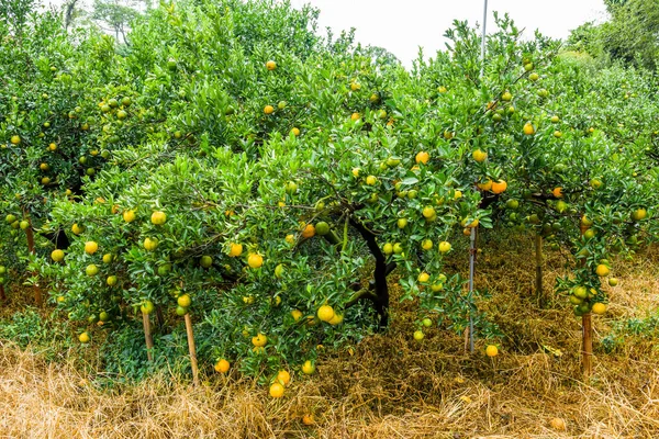 Birçok Portakal Meyvesi Tayvan Taichung Bahçesinde Bulunmaktadır — Stok fotoğraf