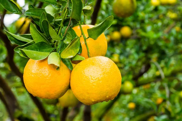 stock image Many orange fruits are in the orchard of Taichung, Taiwan.