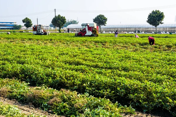 Bauern Verwenden Traktoren Ziehen Ist Ernte Erdnüsse Yunlin County Taiwan — Stockfoto