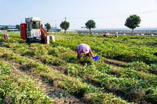 Фермеры Используют Тягу Тракторов Урожай Арахиса Округе Юньлинь Тайвань — стоковое фото
