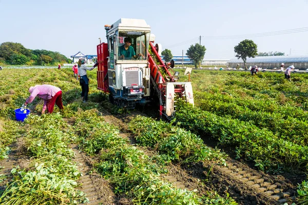 Фермеры Используют Тягу Тракторов Урожай Арахиса Округе Юньлинь Тайвань — стоковое фото