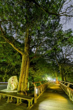 Night view of boardwalks through the green forest in Alishan Forest Recreation Area in Chiayi, Taiwan. clipart