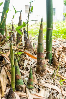Yunlin, Tayvan 'da tarım bambu tarlalarında yetişen genç bambu filizleri..