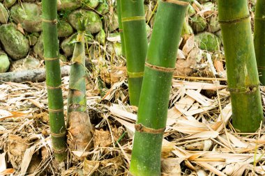 Yunlin, Tayvan 'da tarım bambu tarlalarında yetişen genç bambu filizleri..