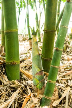 Yunlin, Tayvan 'da tarım bambu tarlalarında yetişen genç bambu filizleri..