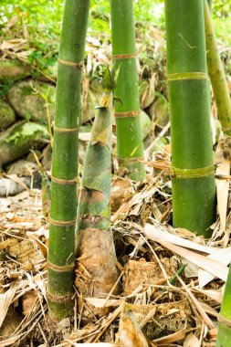 Yunlin, Tayvan 'da tarım bambu tarlalarında yetişen genç bambu filizleri..