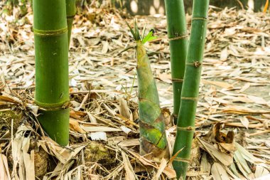 Yunlin, Tayvan 'da tarım bambu tarlalarında yetişen genç bambu filizleri..