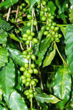 Yunlin, Tayvan 'daki fidanlıkta kahve çekirdekleri yakın plan..