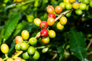 Yunlin, Tayvan 'daki bir kafede kahve çekirdekli kahve ağaçları..